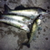 Pike perch