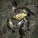 Prussian carp