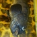 Atlantic wolffish