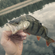 Eurasian perch