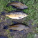 Tench