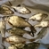 Silver Bream