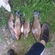 Tench