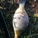 Carp