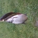 Carp bream