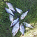 Carp bream