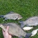 Prussian carp
