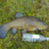 Tench