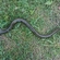 European eel