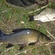 Tench