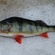Eurasian perch