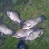 Prussian carp