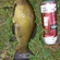 Tench