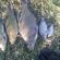 Tench
