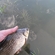Prussian carp