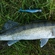 Pike perch