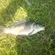 Carp