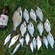 Carp bream