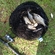 Carp bream
