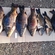 Carp