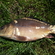 Carp