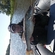 Pike perch