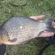 Crucian carp