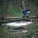 Pike perch