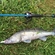 Pike perch