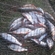 Roach
