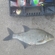 Carp bream