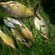 Carp