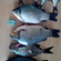 Prussian carp