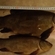 Tench