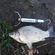 Prussian carp