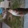 Eurasian perch