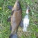 Tench