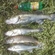 Pike perch