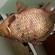 Crucian carp
