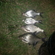 Carp bream