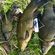 Tench