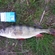 Eurasian perch