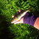Eurasian perch