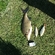 Carp bream
