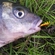 Carp bream