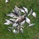 Carp bream