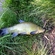 Tench