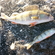 Eurasian perch