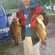 Crucian carp