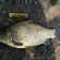 Crucian carp
